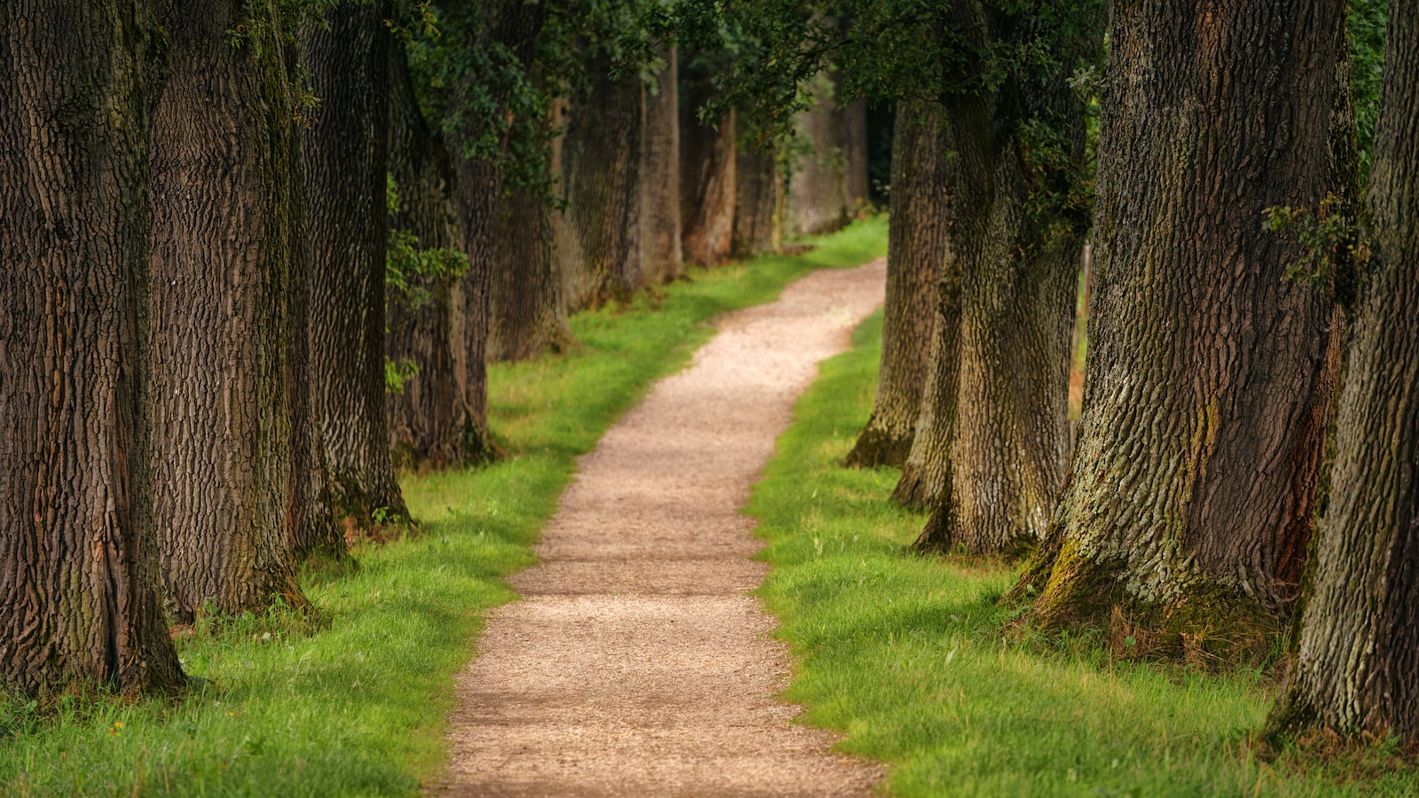 pathway of trees during daytime